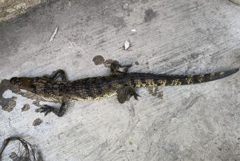 Pequeño cocodrilo rescatado en domicilio de Monterrey. | Cortesía