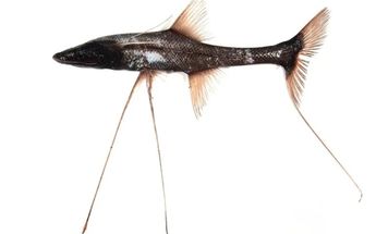 Otra especie descubierta en Australia / MV