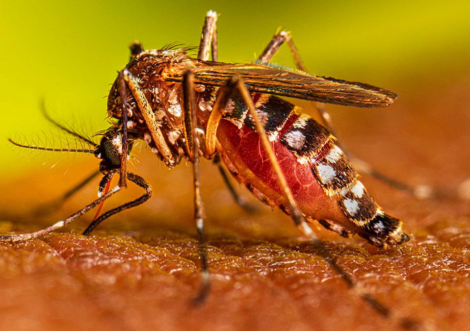 Después de las vacaciones se presenta el mayor número de casos de dengue.