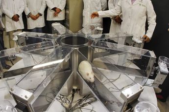 El equipo del Laboratorio de Neurofarmacología de la BUAP mostró los análisis que realizan en su investigación / Melanie Torres