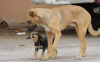 Logran primera vinculación a proceso por maltrato animal en Coahuila