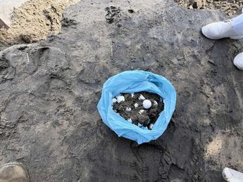 Además de los daños por mar de fondo, los huevos están expuestos a rapiña. | Profepa