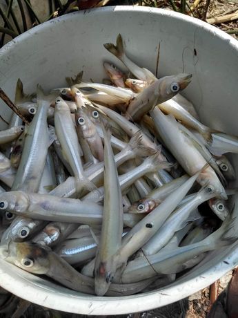 Cientos de peces mueren en laguna de Nicolás Bravo, Puebla / Apolonia Amayo