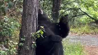 El oso fue captado por los ciclistas en Chipinque. | Especial
