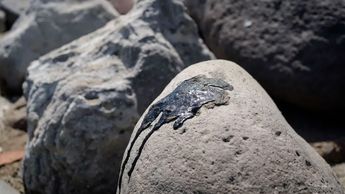 Derrame de crudo en el Golfo de México se extiende más de 600 kilómetros; aquí la información