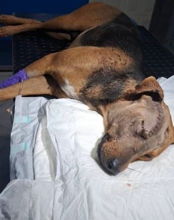 La perrita ya se encuentra en recuperación luego de ser sometida a cirugía / Especial