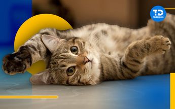 Cuántos años vive un gato | Diseño Telediario