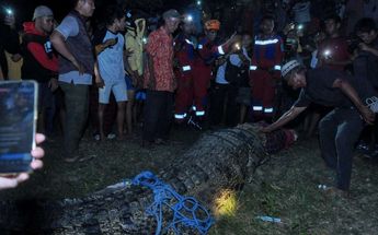 Lugareños de Sulawesi tratando de ayudar al cocodrilo / Agencia AFP
