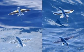 Pez volador en superficie del océano / MV