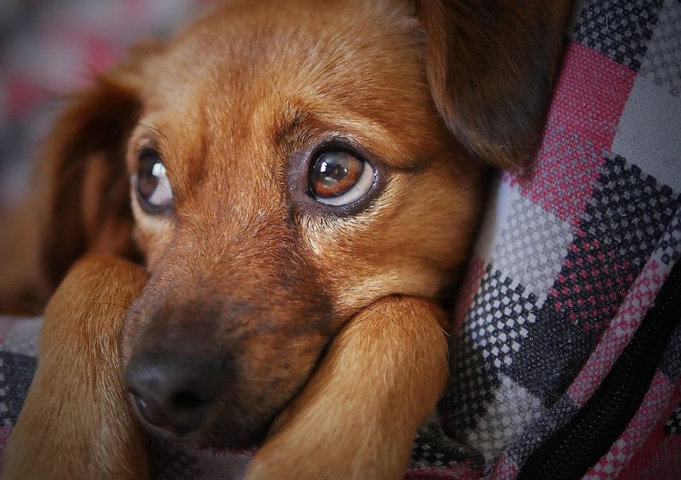 Mantener a las mascotas el mayor tiempo posible al interior /Pixabay