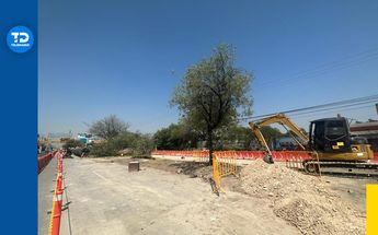 Tala de árboles en Línea 6 del metro en Monterrey| Sandra González