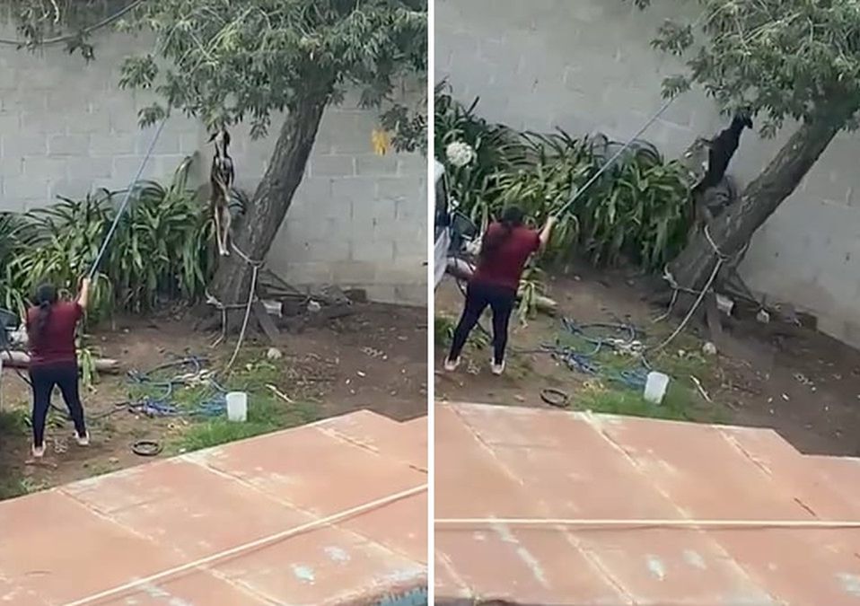 La mujer detuvo el ataque cuando notó que la estaban grabando / Especial