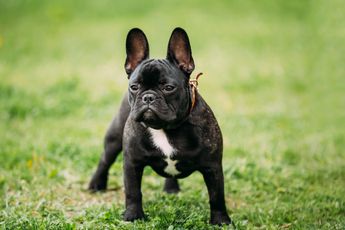 Bulldog francés