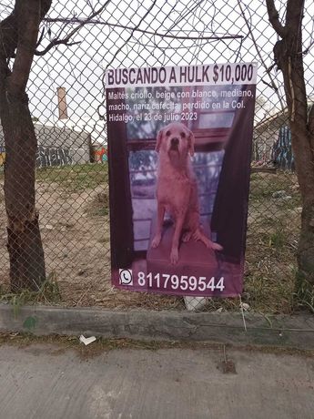 Perrito desaparecido en Monterrey | Especial