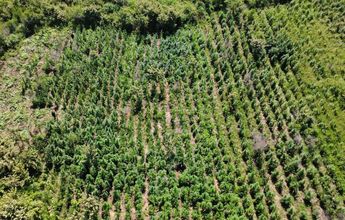 Hallan cultivos de aparente marihuana ocultos entre maíz en Tequila
