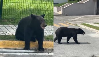 Los avistamientos de osos se han vuelto cada vez más común.