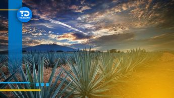 Tequila, Jalisco | Telediario