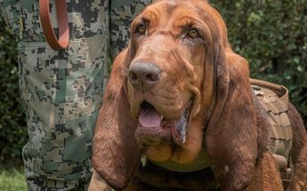 Max, perrito de la Marina que ayudó a la detención de Caro Quintero /Luis Peagui