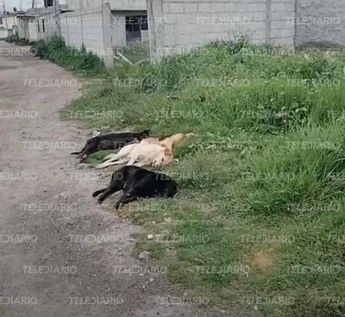 Perros amanecen muertos en Calpulalpan, Tlaxcala / Carlos Morales