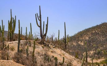 La Reserva de la Biosfera Tehuacán Cuicatlán es conocida como 'el bosque de cactus' | Anel Esgua | Es Imagen