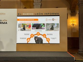 Municipios como Monterrey y San Pedro es donde se han reportado más avistamientos de osos. | Víctor González