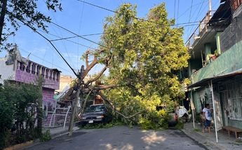 Árbol cae en colonia Jaramillo de Monterrey