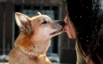 Enfermedades que transmiten los perros a través de su saliva