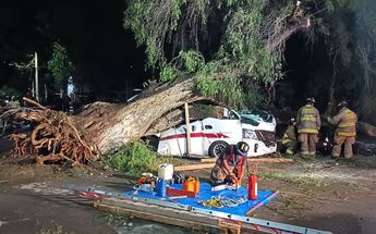 Árbol cae sobre una combi / Luis Manuel Acavedo