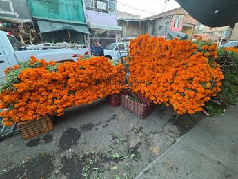 Cempasúchil en el Mercado de las Flores de Mezquitán | Telediario