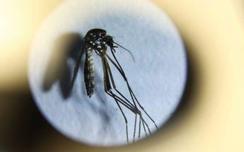 La Secretaría de Salud de Nuevo León reportó 4 mil 671 casos de dengue en el estado. | Reuters
