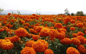 Flor de cempasúchil