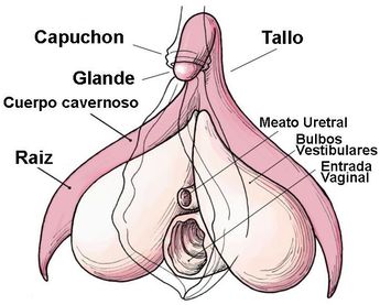 Anatomía del clítoris / Foto especial