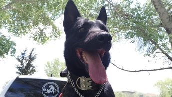 Vico, binomio canino de la Policía Municipal de Chihuahua