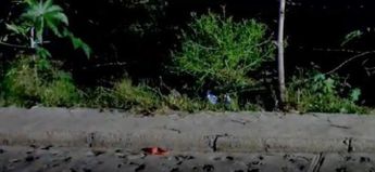 No se reportaron personas detenidas por el hallazgo de las plantas de marihuana en Tlajomulco | Vicente Torres Alfaro