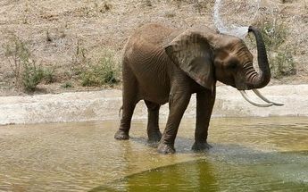 Gipsy en su ex albergue en Zoofari/ Especial