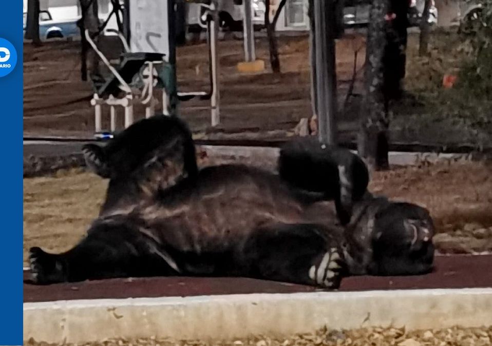 Sorprende enorme oso a vecinos de la colonia Ciudad Satélite en Monterrey. | Especial