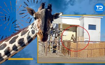 Trasladarán a la jirafa 'Benito' de Cd. Juárez a Africam Safari en Puebla