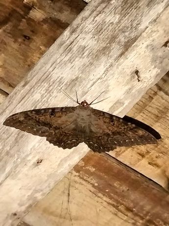 Muchas veces esta mariposa ha sido asociada con la muerte y malos presagios.