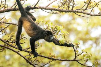 El nombre de esta práctica deriva de un mono colgándose de una rama sin soltar otra / Cortesía
