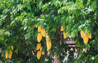 Siembra de mango en México