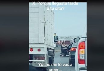 Perrito en Miguel Alemán