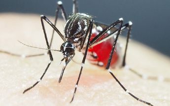 Mosquito Aedes aegypti en laboratorio de Shinji Kasai / Especial