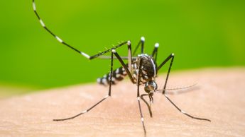 Autoridades municipales reforzaron las campañas de limpieza y eliminación de cacharros para prevenir el dengue | Foto: Especial
