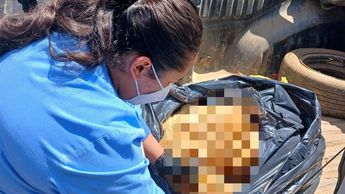 Personal de Protección Animal y Seguridad Pública acudió al fraccionamiento Country Club tras los reportes vecinales | Foto: Especial