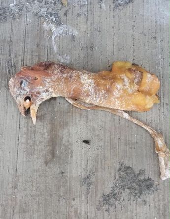 Las bolsas de restos de pollo presuntamente envenenadas aparecieron en bolsas cerca del sitio donde habitaban los canes / Carolina Espinosa