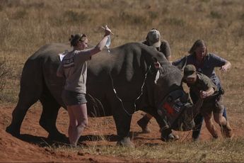 Activistas han implementado medidas para reducir la caza, como inyectar material radioactivo en los cuernos de los animales. | Agencia AP