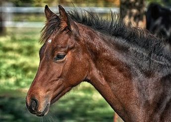 Los caballos infectados con encefalomielitis se mantienen aislados en las granjas / Pixabay