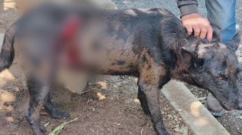 El canino fue llevado de emergencia al veterinario. | Policía Metropolitana de Guadalajara