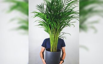 Palma bambú, palmera areca o raphis excelsa | Especial