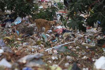 Jaurías de perros y ratones de todos tamaños forman parte del paisaje en este tiradero de Puebla / Melanie Torres